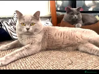 British Shorthair cats Grey king bsh - Advert 1