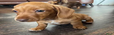 Miniature Dachshund Puppy 2