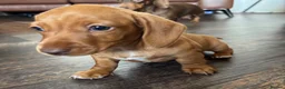 Miniature Dachshund dogs for sale: **Offers** Miniature Dachshund KC registered  - Advert 10