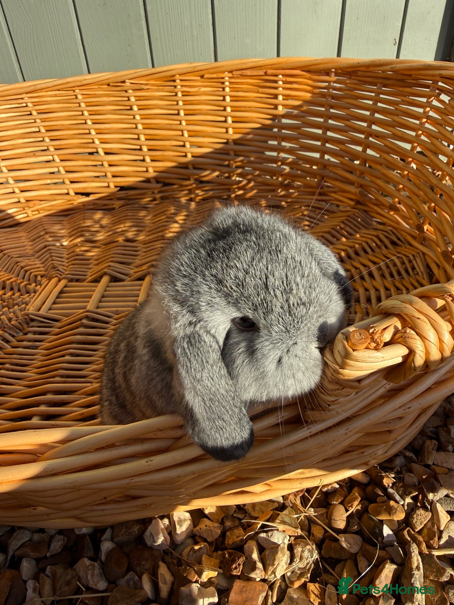 Mini Lop rabbits 🩶 ABSOLUTELY STUNNING CHIN CROSS BUCK 🩶 - Advert 1