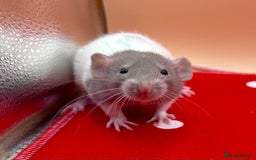 Rat rodents for sale: Pedigree Dumbo Rats - Advert 3