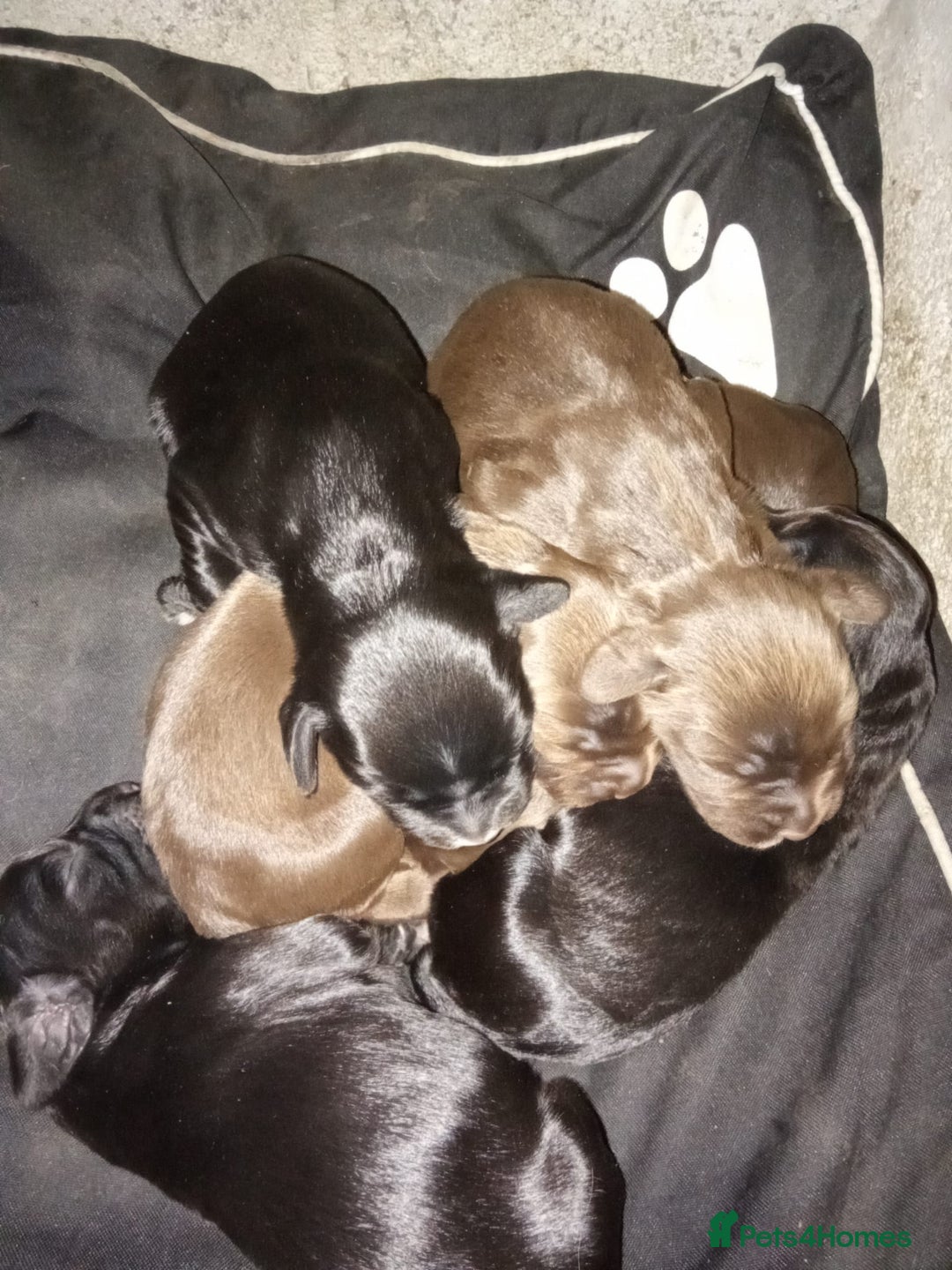 Sprocker dogs for sale: 6 beutiful sprocker pups  - Image 3
