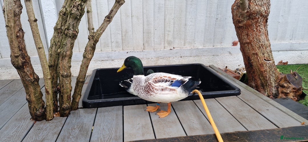 Ducks poultry for sale: Welsh Harelequin  - Advert 1