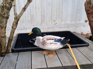 Ducks poultry Welsh Harelequin - Advert 14