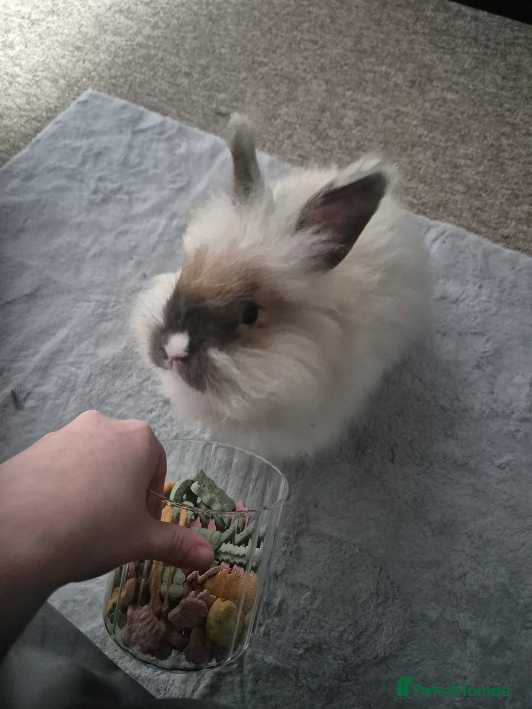 Angora rabbits for sale: Handsome Angora Male - Advert 4
