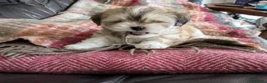 Lhasa Apso 1