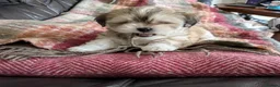 Lhasa Apso dogs for sale: Lhasa Apso Female Puppy for a loving home - Advert 2