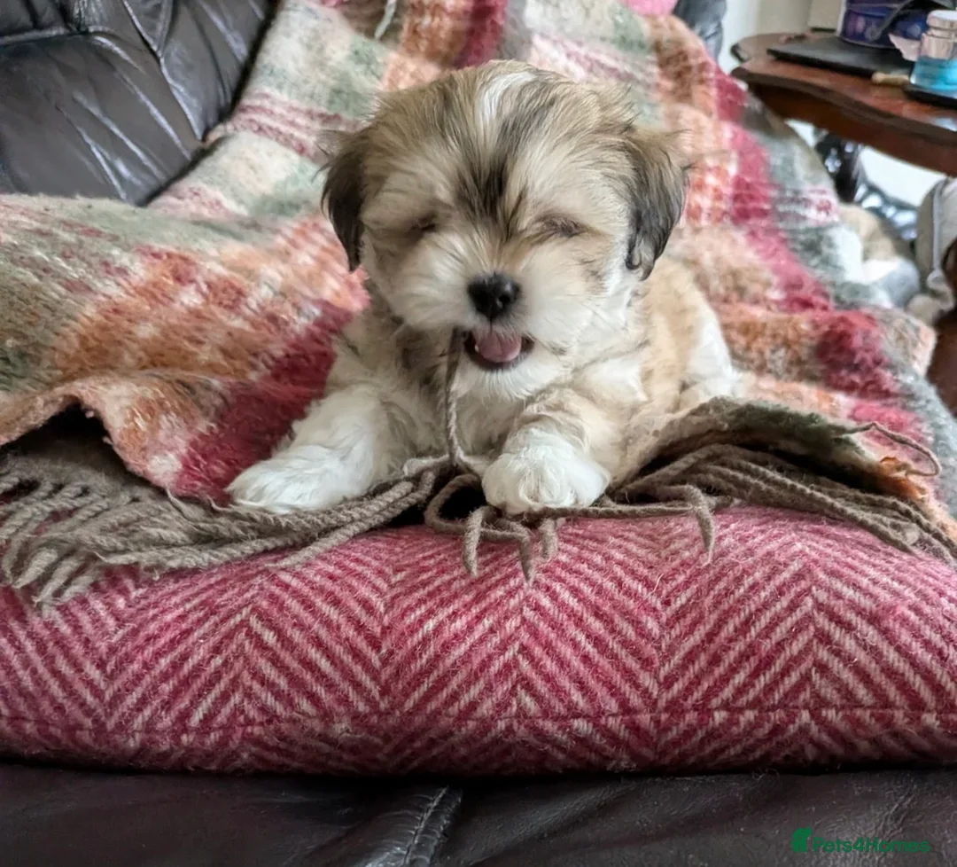 Lhasa Apso dogs for sale: Lhasa Apso Female Puppy for a loving home - Advert 2