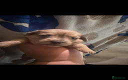 Mixed Breed dogs for sale: Schweenies - Advert 8