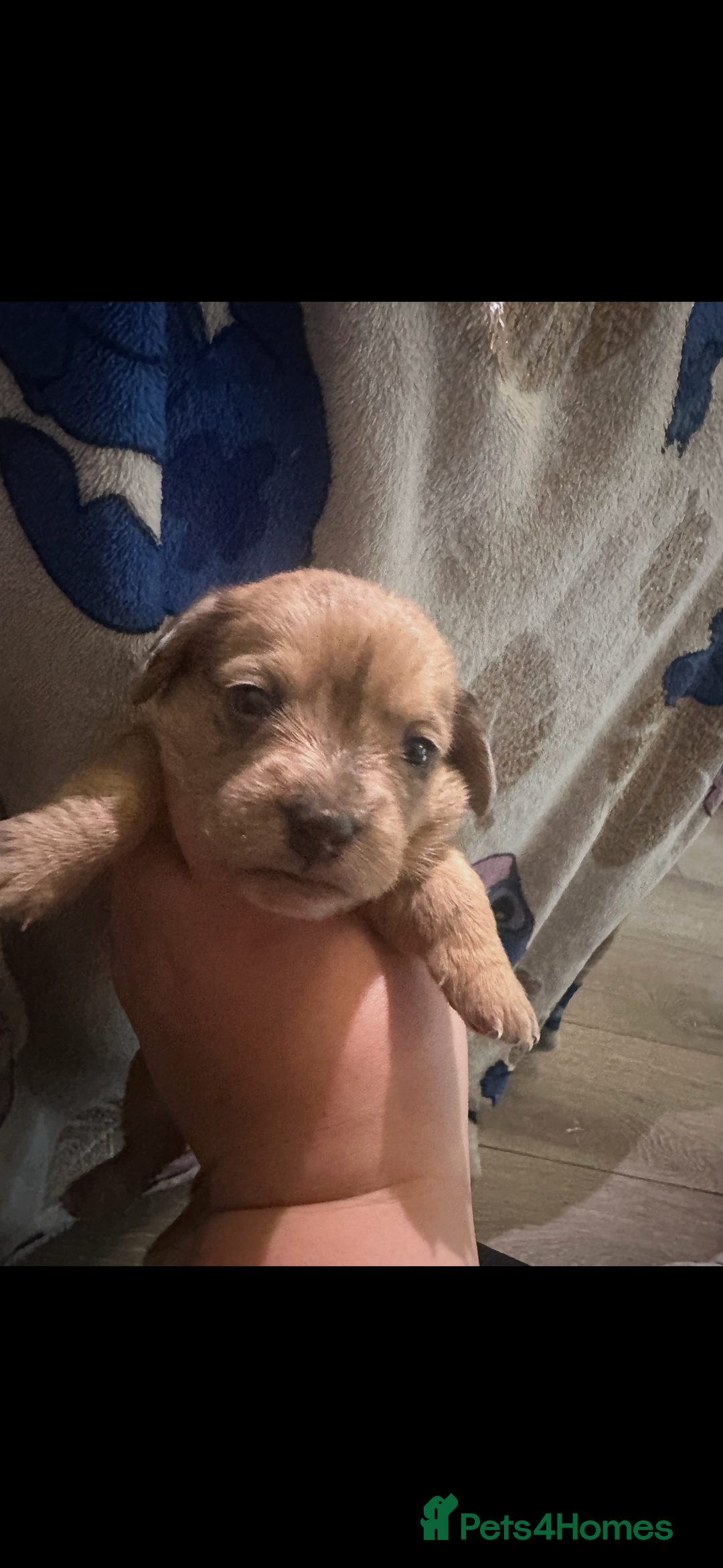 Mixed Breed dogs for sale: Schweenies - Advert 8