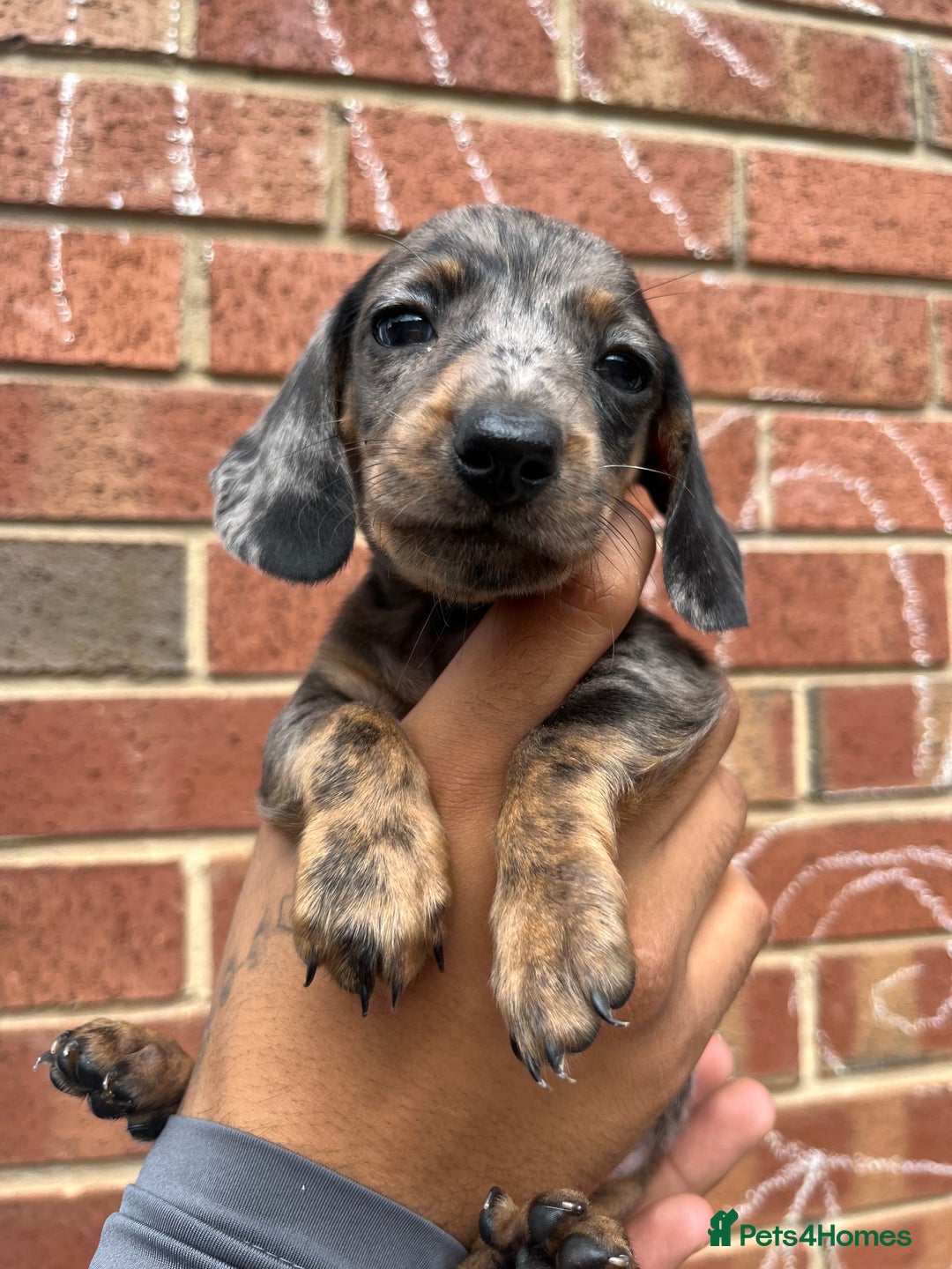 Miniature Dachshund dogs for sale: Miniature dachshunds  - Image 14
