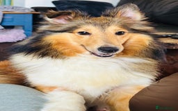 Shetland Sheepdog dogs for sale: Pretty sable Shetland sheepdog girl puppy  - Image 7