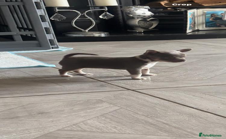 Chihuahua dogs - Advert 3