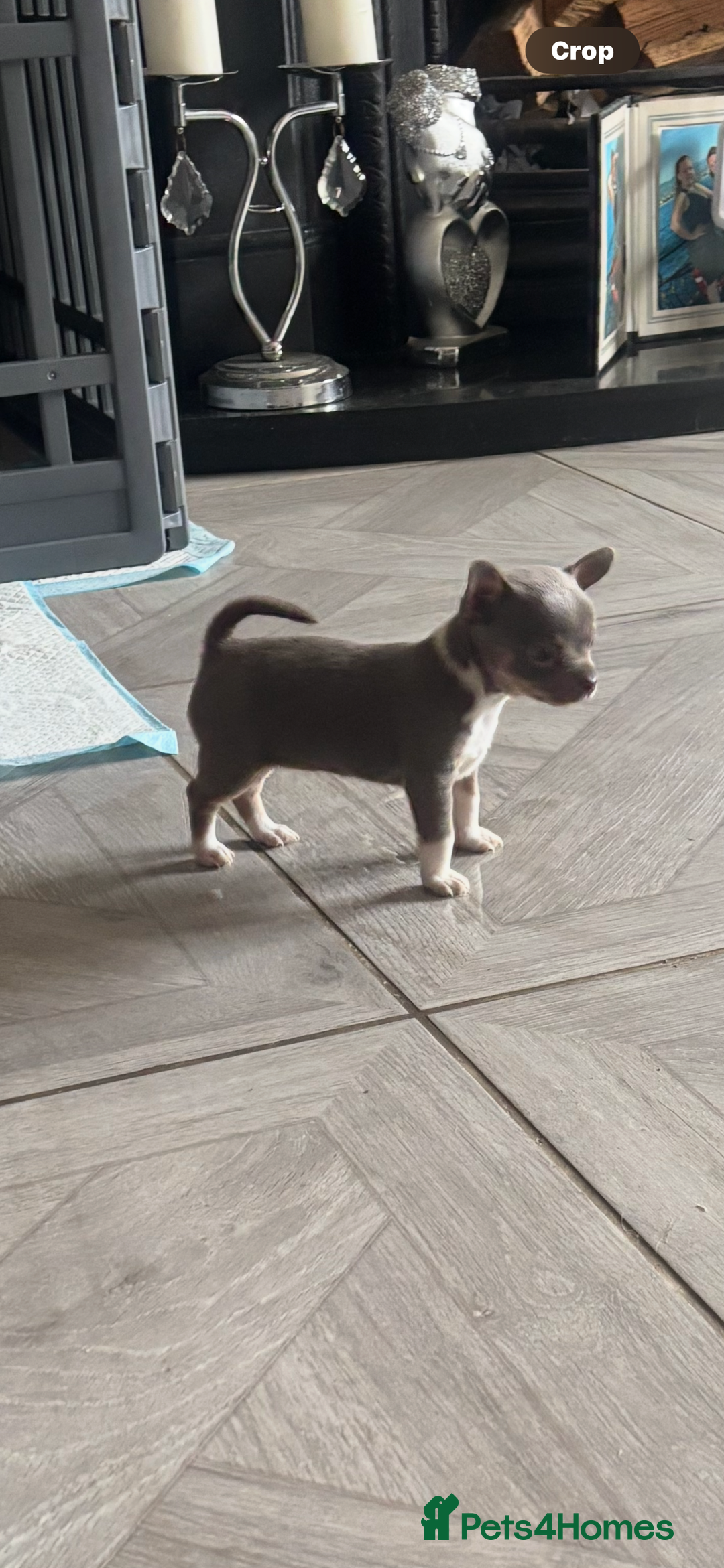 Chihuahua dogs for sale: Ready now ***Lilac girls - Image 6