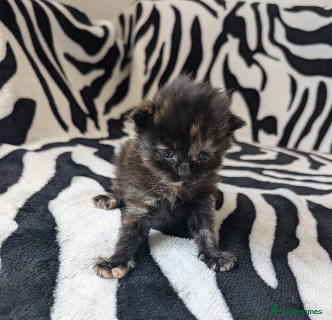 Mixed Breed cats for sale: Kittens - Image 11