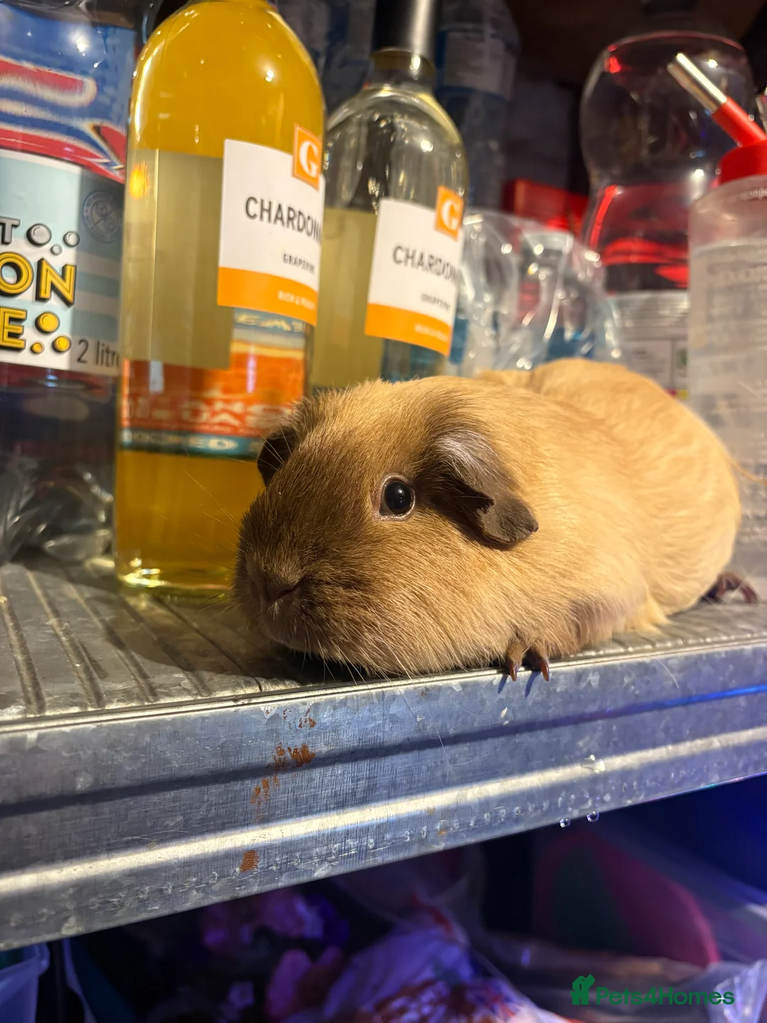 Guinea Pig rodents for sale: Male guinea pigs £40 each 1  adult sow £40  - Advert 4
