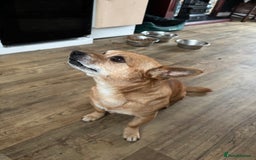 Chorkie dogs for sale: Small dog needs new home  - Image 1