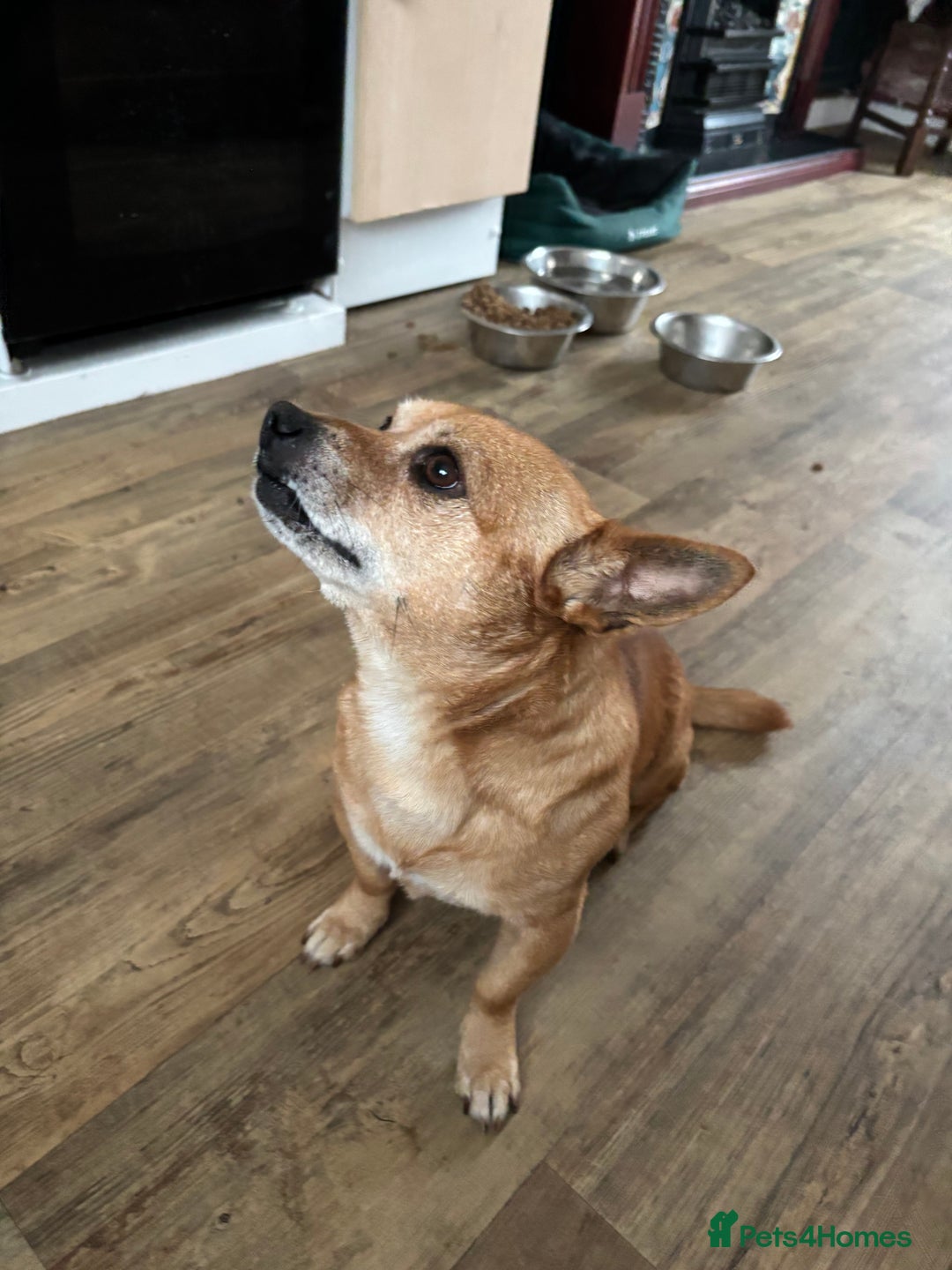 Chorkie dogs for sale: Small dog needs new home  - Image 1