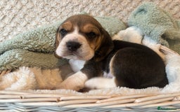 Beagle dogs for sale: KC registered Beagle puppies  - Image 33