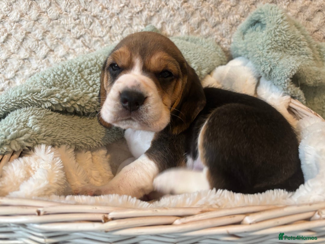 Beagle dogs for sale: KC registered Beagle puppies  - Image 33