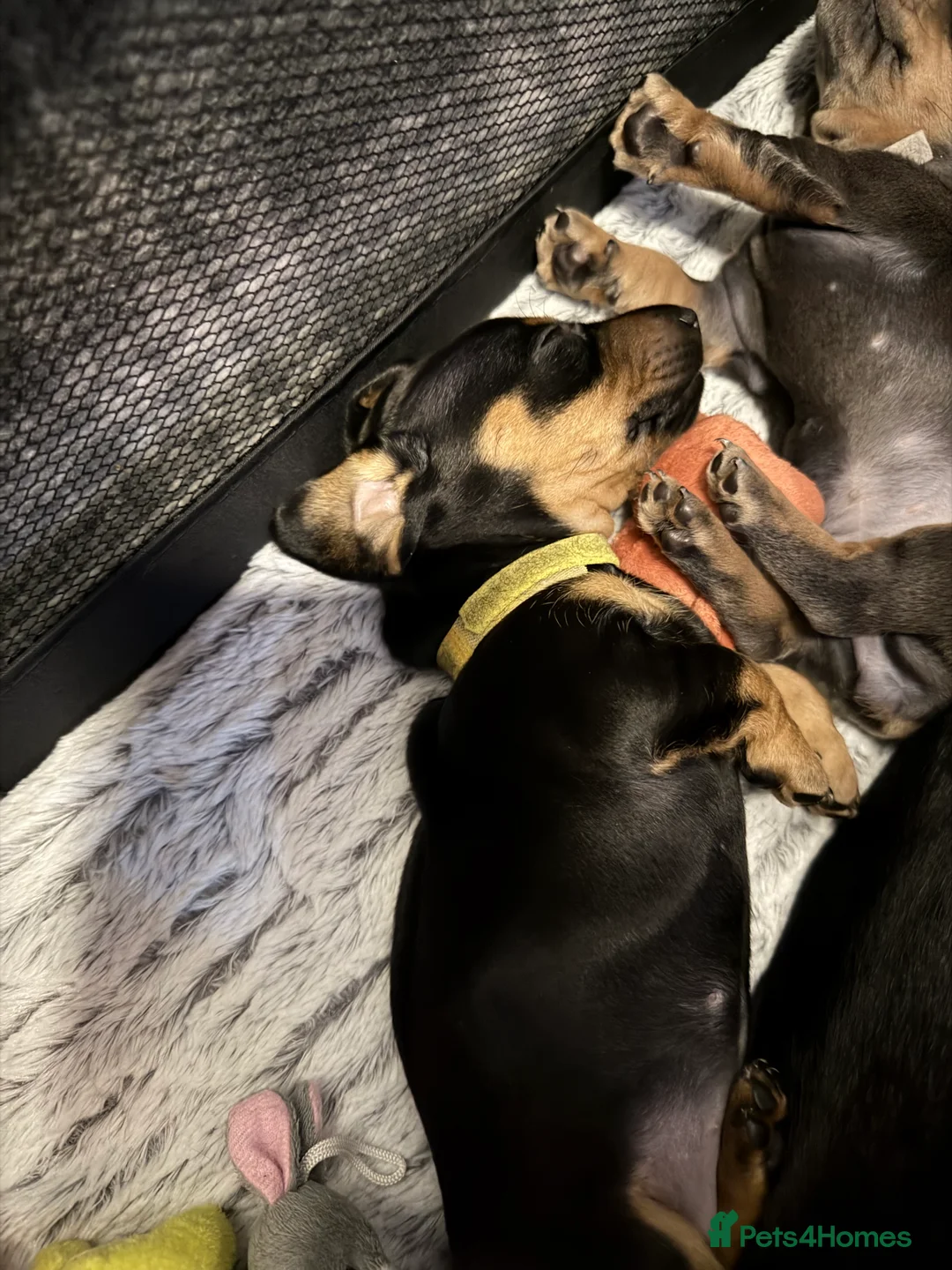 Dachshund dogs for sale: ONLY 1 DACHSHUND FEMALE LEFT DOLLY - Advert 18