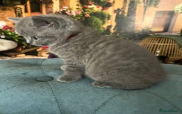 British Shorthair cats for sale: Beautiful British shorthair kittens 🐱 🥰 - Advert 28
