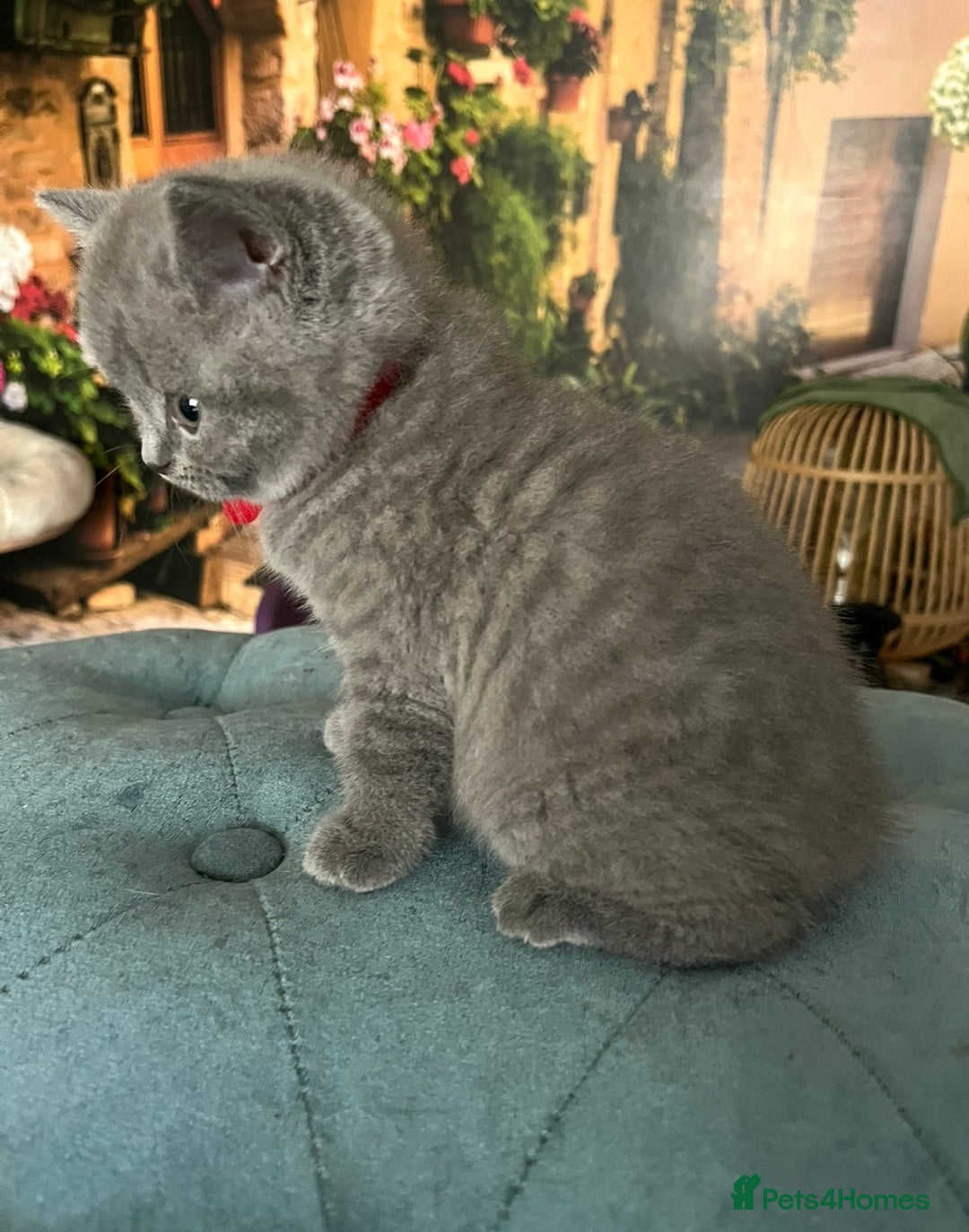 British Shorthair cats for sale: Beautiful British shorthair kittens 🐱 🥰 - Advert 28