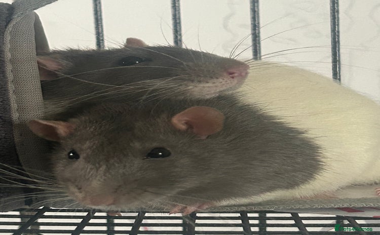 Rat rodents - Advert 4