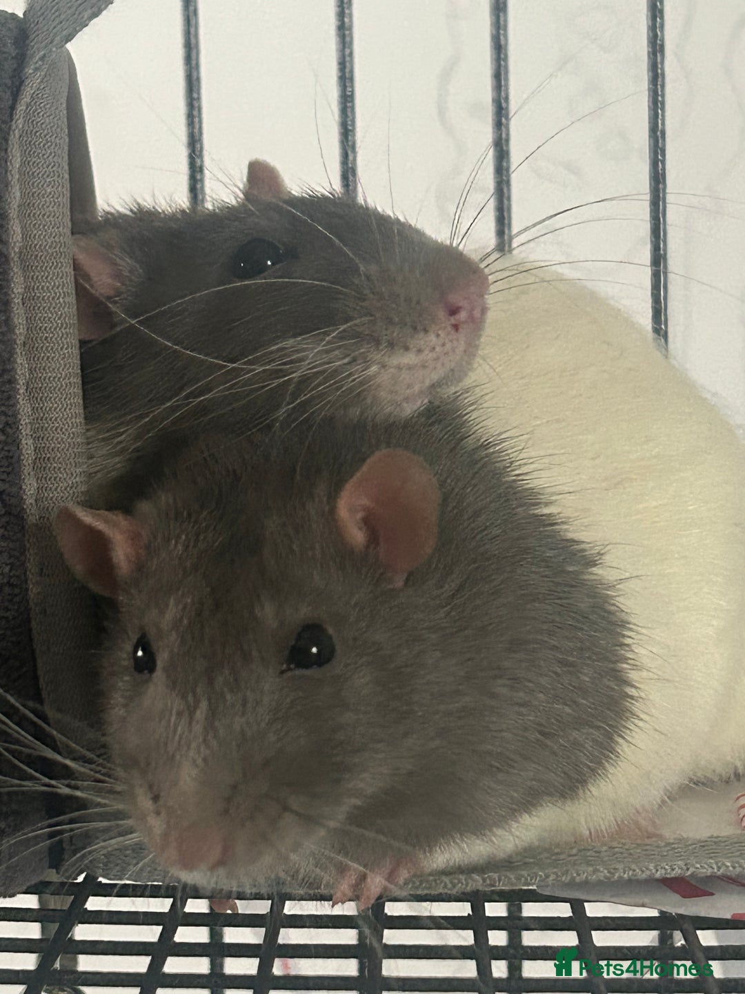 Rat rodents for sale: Adorable Male Rats Looking for a Loving Home - Image 1
