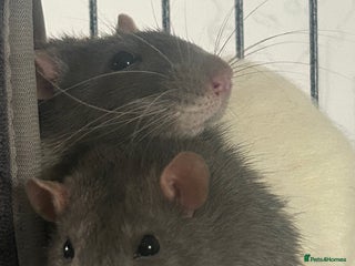 Rat rodents - Advert 11