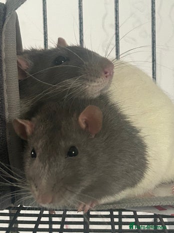Rat rodents - Advert 3