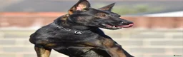 Mixed Breed dogs for sale: 🔥 PH1 BULLHERDERS BREEDING 🔥 - Advert 14