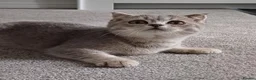 Scottish Fold cats for sale: TICA affectionate Inoculated Scottish fold  - Advert 13