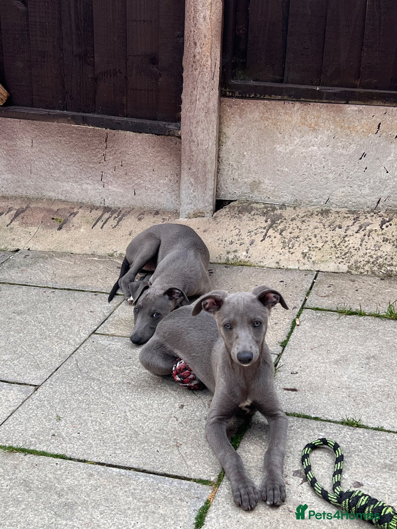 Whippet dogs Whippets  - Advert 6
