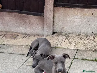 Whippet dogs Whippets - Advert 1