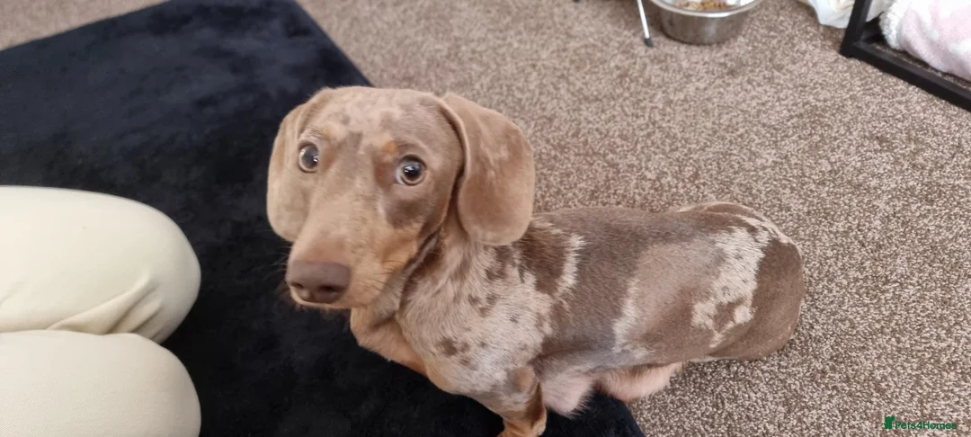 Miniature Dachshund dogs for sale: Two beautiful miniature boy dachshunds  - Advert 2