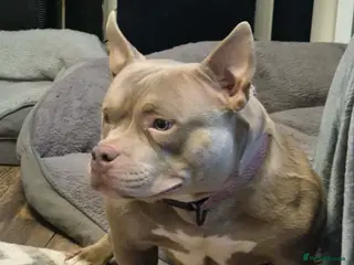 American Bully dogs American pocket bullyz - Advert 3