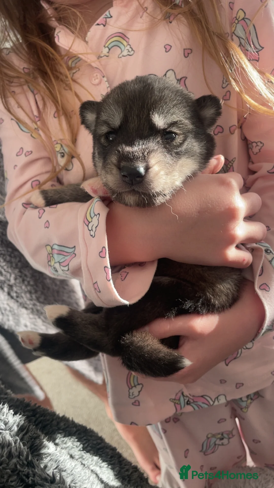 Siberian Husky dogs for sale: Husky pups - Advert 15