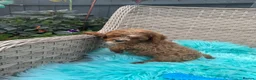 Cavapoo dogs for sale:  2 Beautiful Cavapoo Boys  - Advert 9