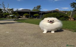 Pomeranian dogs for sale: Well house trained White Pomeranian Girl - Image 2