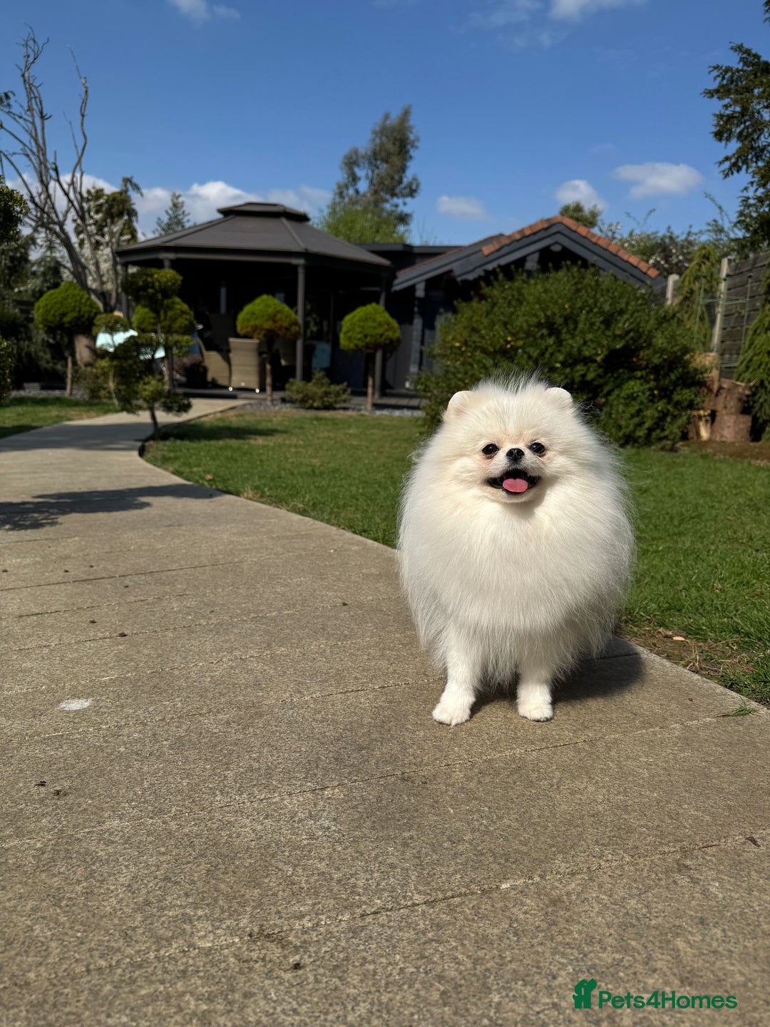 Pomeranian dogs for sale: Well house trained White Pomeranian Girl - Image 2