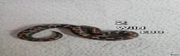 Boa Snake reptiles for sale: Baby Sand Boas Available (mix of morphs) - Advert 1