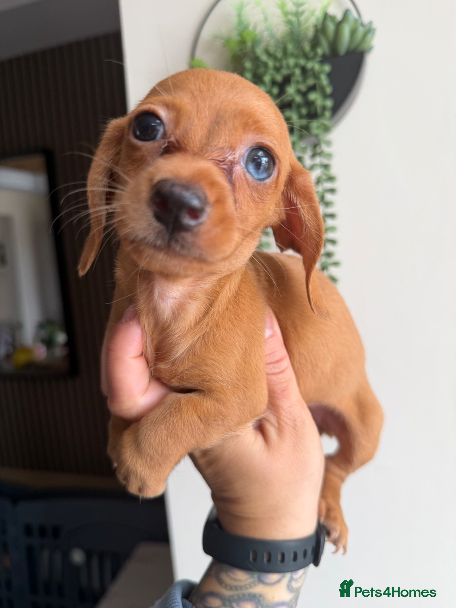 Miniature Dachshund dogs Kanninchen size Smooth Coat Dachshund Puppies - Advert 1