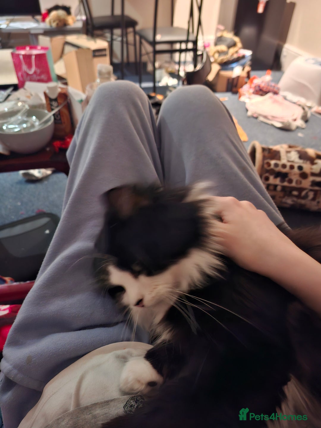 Mixed Breed cats for sale: Shadow - Advert 3