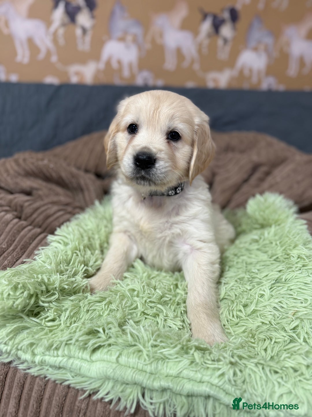 Golden Retriever dogs for sale: Kc registered DNA clear Golden Retriever Puppies - Advert 18