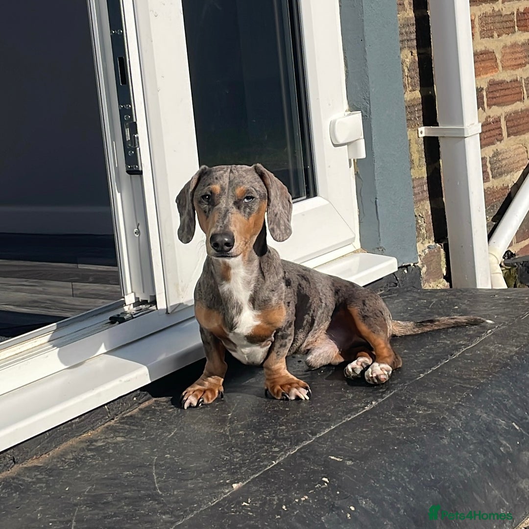Miniature Dachshund dogs for stud: Miniature Dachshund Blue Merle for Stud - Advert 3