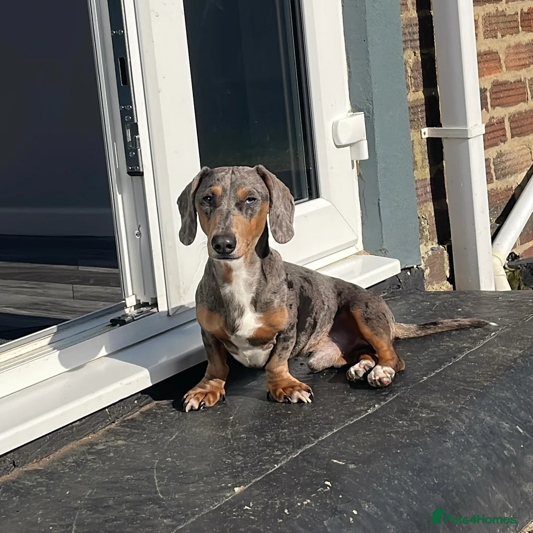 Miniature Dachshund dogs for stud: Miniature Dachshund Blue Merle for Stud - Advert 3