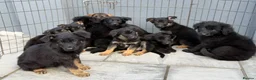 German Shepherd dogs for sale: German shepherd pups  in Dereham - Advert 2