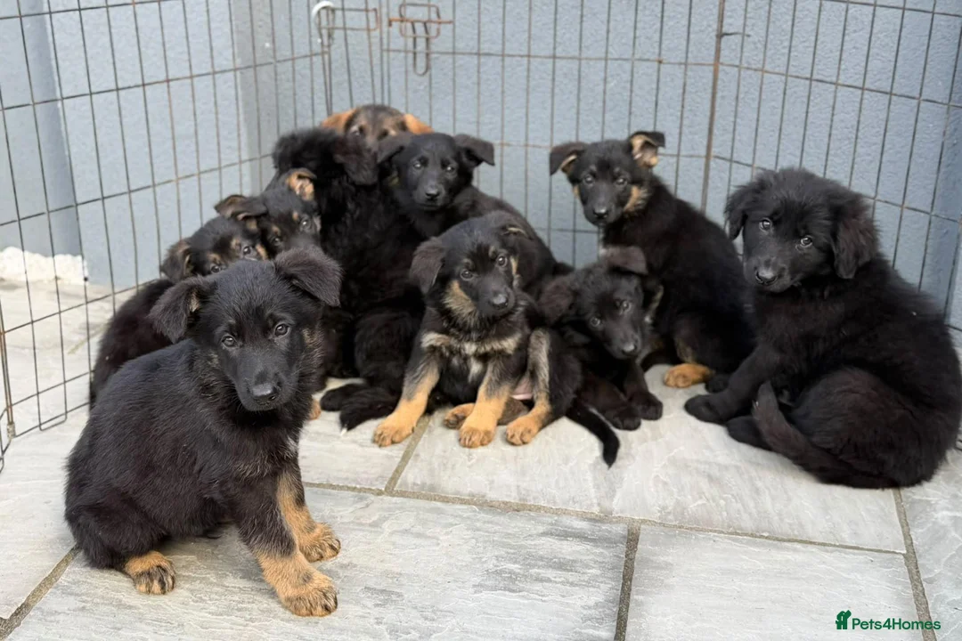 German Shepherd dogs for sale: German shepherd pups  in Dereham - Advert 2