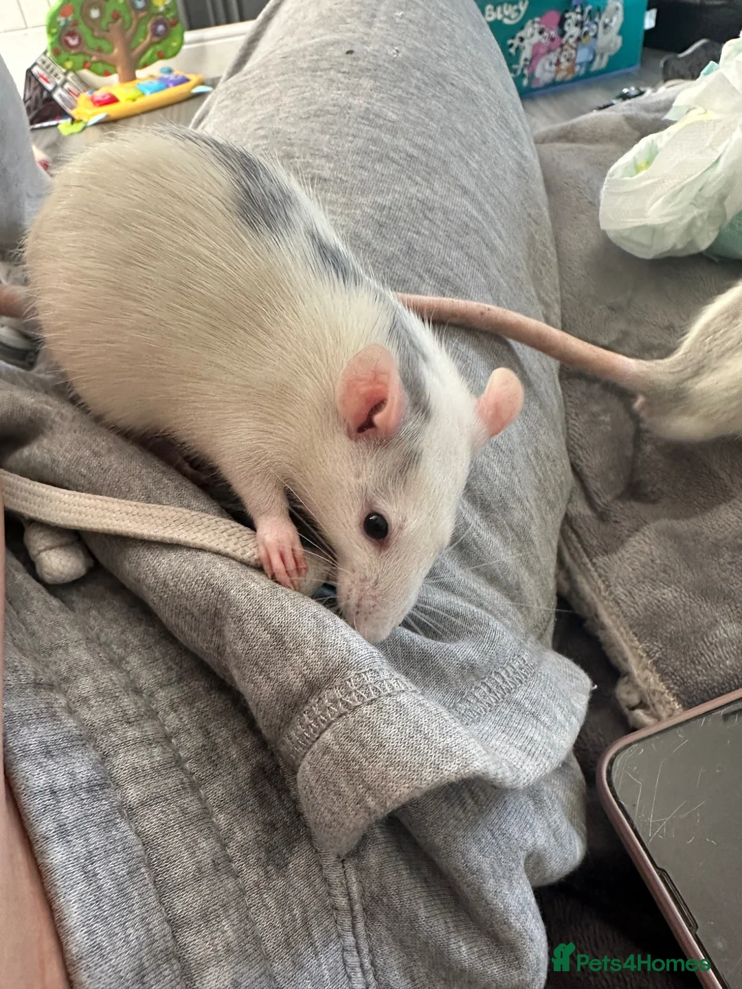 Rat rodents for sale: 2 male rats for sale - Advert 2